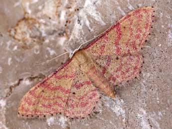 Idaea rhodogrammaria P�ng. adulte - �Lionel Taurand