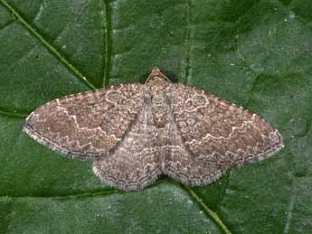 Cataclysme riguata Hb. adulte - �Philippe Mothiron