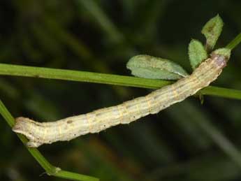  Chenille de Cataclysme riguata Hb. - �Philippe Mothiron