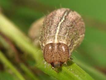  Chenille de Mythimna riparia Rbr - �Philippe Mothiron