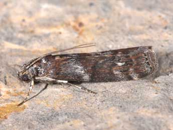 Phycita roborella D. & S. adulte - �Philippe Mothiron