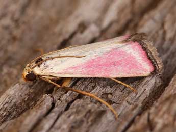 Eurhodope rosella Scop. adulte - �Lionel Taurand