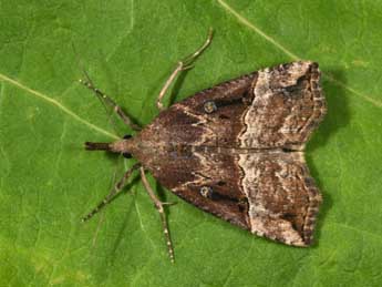 Hypena rostralis L. adulte - �Philippe Mothiron