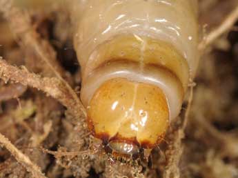  Chenille de Luperina rubella Dup. - �Wolfgang Wagner, www.pyrgus.de