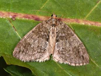 Hydriomena ruberata Frr adulte - �Philippe Mothiron