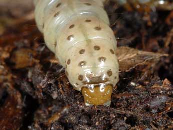  Chenille de Apamea rubrirena Tr. - �Wolfgang Wagner, www.pyrgus.de