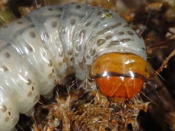  Chenille de Apamea rubrirena Tr. - �Wolfgang Wagner, www.pyrgus.de