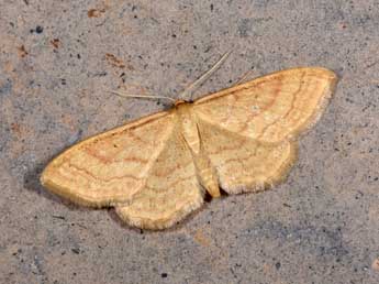 Idaea rufaria Hb. adulte - �Philippe Mothiron