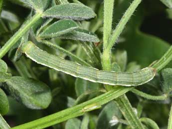  Chenille de Chesias rufata F. - �Philippe Mothiron