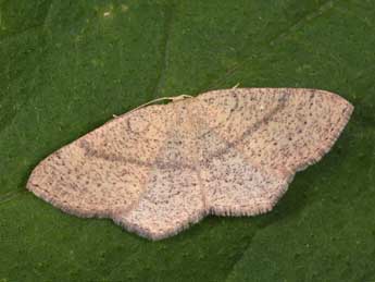 Cyclophora ruficiliaria H.-S. adulte - �Philippe Mothiron