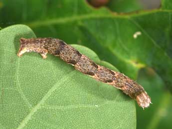  Chenille de Cyclophora ruficiliaria H.-S. - �Philippe Mothiron