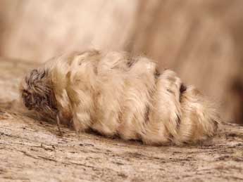 Orgyia rupestris Rbr adulte - �Lionel Taurand