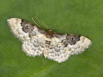 Idaea rusticata D. & S. adulte - �Philippe Mothiron