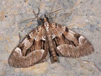 Epilobophora sabinata Gey. adulte - �Philippe Mothiron