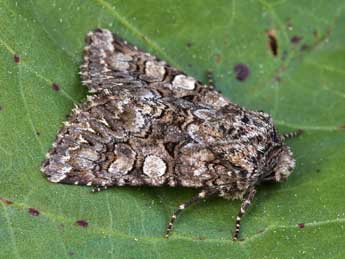 Hadena sancta protai Berio adulte - �Lionel Taurand