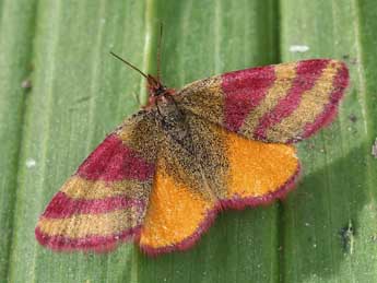 Lythria sanguinaria Dup. adulte - �Lionel Taurand