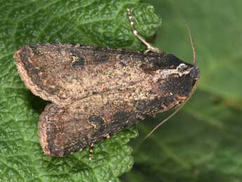 Peridroma saucia Hb. adulte - �Philippe Mothiron