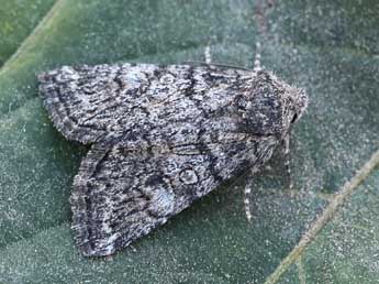 Evisa schawerdae Reiss. adulte - �Lionel Taurand