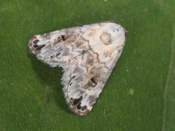 Eublemma scitula Rbr adulte - �Philippe Mothiron