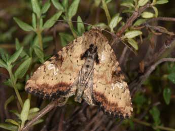 Apamea scolopacina Esp. adulte - �Philippe Mothiron