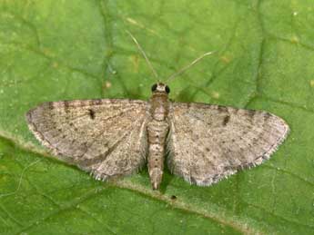 Eupithecia selinata H.-S. adulte - �Philippe Mothiron