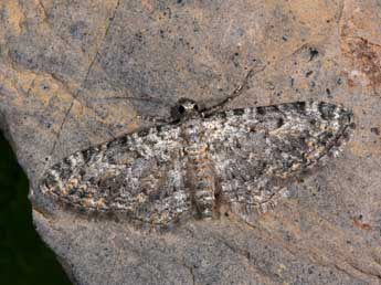 Eupithecia semigraphata Brd adulte - �Philippe Mothiron