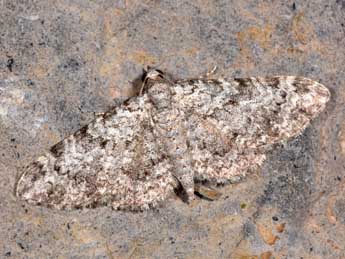 Eupithecia semigraphata Brd adulte - �Philippe Mothiron