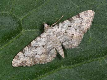 Eupithecia semigraphata Brd adulte - �Philippe Mothiron