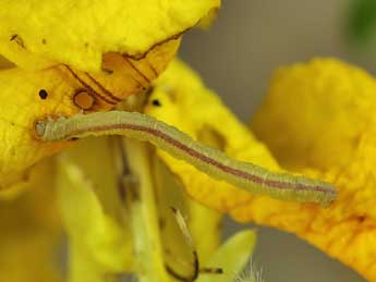  Chenille de Eupithecia senorita Mironov - �Lionel Taurand