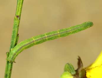  Chenille de Eupithecia senorita Mironov - �Lionel Taurand