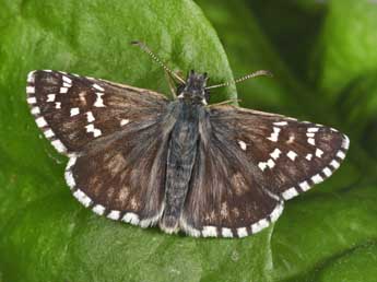 Pyrgus serratulae Rbr adulte - �Philippe Mothiron