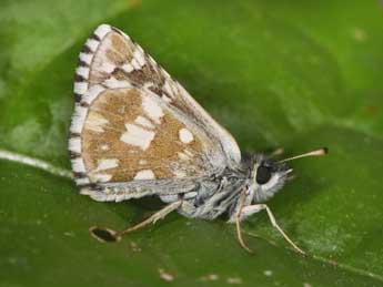 Pyrgus serratulae Rbr adulte - �Philippe Mothiron