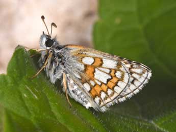 Pyrgus sidae Esp. adulte - �Philippe Mothiron