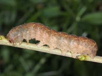  Chenille de Eugraphe sigma D. & S. - �Wolfgang Wagner, www.pyrgus.de