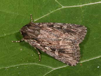 Dichagyris signifera D. & S. adulte - �Philippe Mothiron