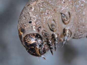  Chenille de Dichagyris signifera D. & S. - �Wolfgang Wagner, www.pyrgus.de