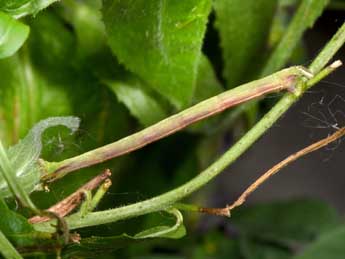  Chenille de Ecliptopera silaceata D. & S. - �Philippe Mothiron