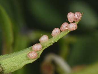  Oeuf de Ecliptopera silaceata D. & S. - �Philippe Mothiron