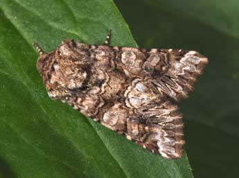 Hadena silenes Hb. adulte - �Philippe Mothiron