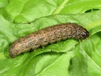  Chenille de Agrotis simplonia Gey. - �Philippe Mothiron