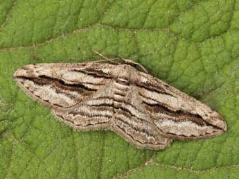 Ecleora solieraria Rbr adulte - �Lionel Taurand