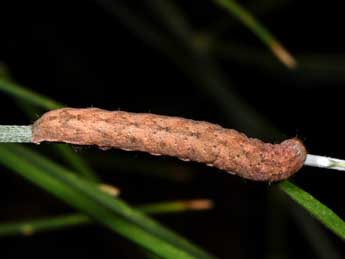  Chenille de Mniotype solieri Bsdv. - �Philippe Mothiron