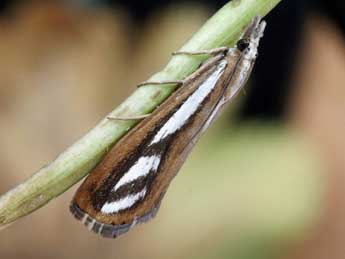 Catoptria speculalis Hb. adulte - �Helmut Deutsch