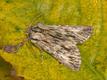 Asteroscopus sphinx Hfn. adulte - �Philippe Mothiron