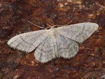 Idaea squalidaria Stgr adulte - �Lionel Taurand