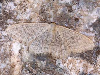 Idaea squalidaria Stgr adulte - �Lionel Taurand