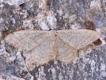 Idaea squalidaria Stgr adulte - �Lionel Taurand