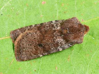 Conistra staudingeri Grasl. adulte - �Philippe Mothiron