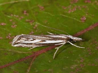 Catoptria staudingeri Z. adulte - �Philippe Mothiron