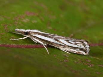 Catoptria staudingeri Z. adulte - �Philippe Mothiron